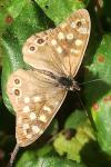 Pararge aegeria