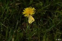 Colias crocea
