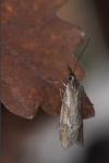 Diurnea lipsiella