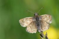 Erynnis tages