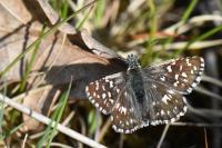 Pyrgus malvae