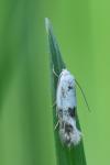 Elachista maculicerusella
