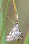 Elophila nymphaeata