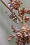 Elophila nymphaeata