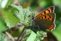 Lycaena phlaeas