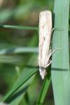 Agriphila geniculea