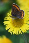 Aricia agestis