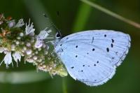 Celastrina argiolus