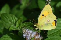 Colias crocea