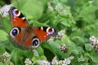 Aglais io