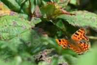 Polygonia c-album