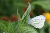 Pieris napi