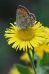 Aricia agestis