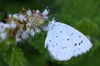 Celastrina argiolus
