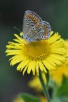 Aricia agestis