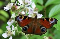 Aglais io