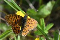 Boloria dia