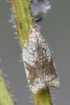 Acleris rhombana