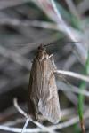Diurnea lipsiella
