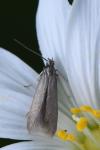 Coleophora lutarea