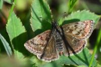 Erynnis tages