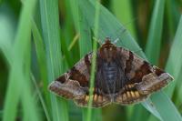 Euclidia glyphica
