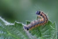Malacosoma neustria