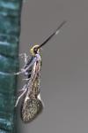 Esperia sulphurella