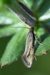 Glyphipterix fuscoviridella