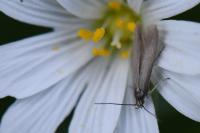 Coleophora lutarea