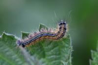 Malacosoma neustria
