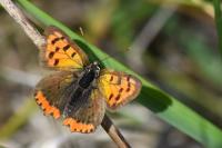 Lycaena phlaeas