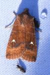 Eupsilia transversa