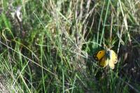 Colias crocea
