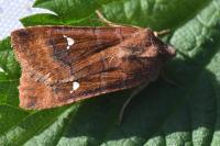 Eupsilia transversa