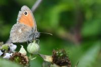 Coenonympha pamphilus