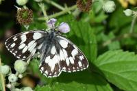 Melanargia galathea