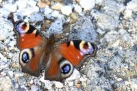 Aglais io