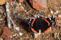 Vanessa atalanta