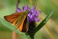 Thymelicus sylvestris