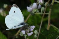 Pieris rapae