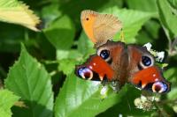 Aglais io