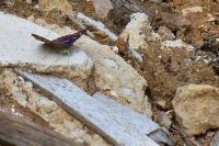 Apatura ilia