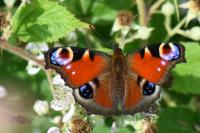 Aglais io