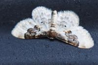 Idaea rusticata