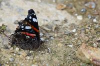 Vanessa atalanta