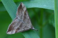 Hypena proboscidalis