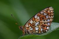 Boloria selene