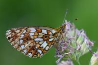 Boloria selene