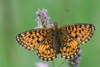 Boloria selene